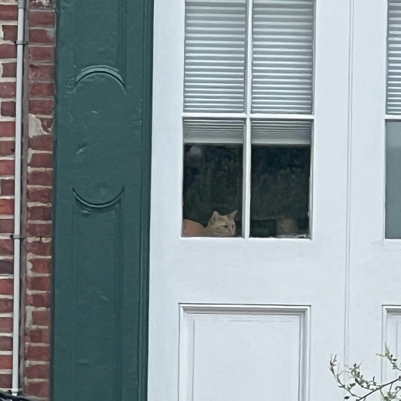 Meet your Posher, Winston - Picture 1 of 1